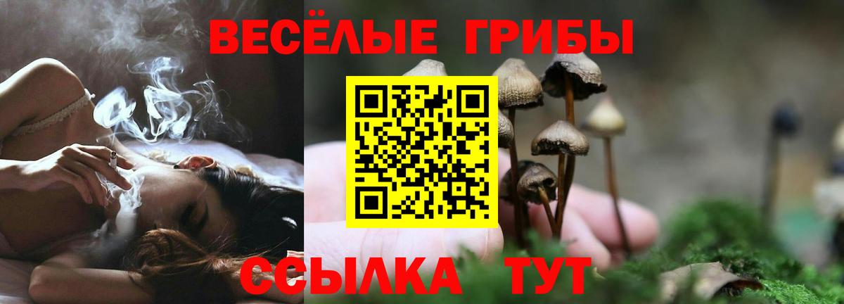 Камышлов  Галлюциногенные грибы прущие грибы  Вход с VPN 